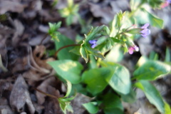 Pulmonaria officinalis