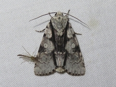 Acronicta funeralis