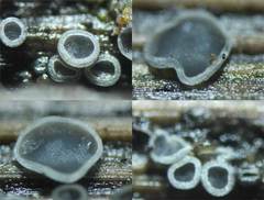 Pyrenopeziza carduorum