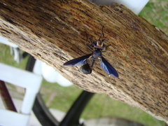 Physocephala floridana