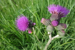 Cirsium rivulare