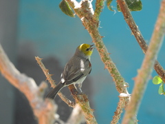 Auriparus flaviceps