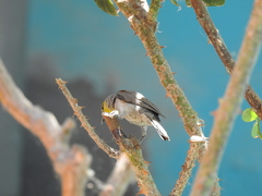 Auriparus flaviceps