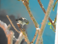 Auriparus flaviceps