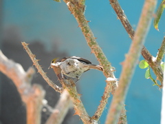 Auriparus flaviceps