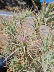 Kentrophyllum