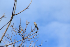 Haemorhous mexicanus