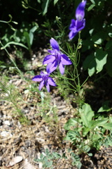 Delphinium consolida consolida