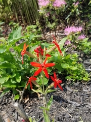 Silene regia