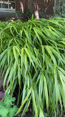 Hakonechloa macra