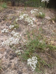 Gypsophila fastigiata