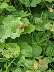 Polygonia c-album