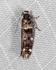 Macrobathra diplochrysa