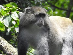 Cercopithecus mitis