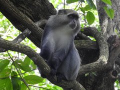Cercopithecus mitis