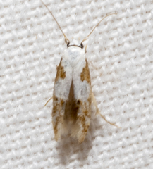 Mompha circumscriptella