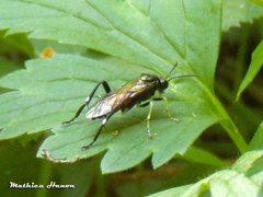 Macrophya militaris