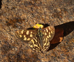 Oreixenica kershawi