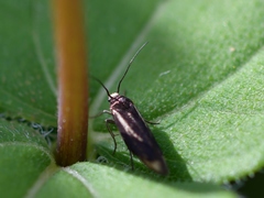 Scythris basilaris