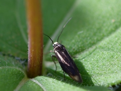 Scythris basilaris