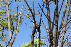 Melanerpes aurifrons