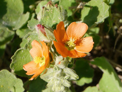 Sphaeralcea lindheimeri