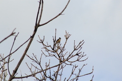 Sporophila torqueola