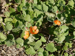 Sphaeralcea lindheimeri