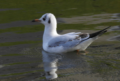 Chroicocephalus ridibundus