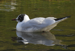 Chroicocephalus ridibundus