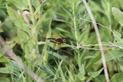 Leucorrhinia intacta