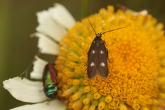 Parascythris muelleri