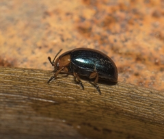 Phaedon semimarginatus