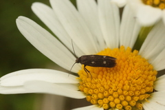 Parascythris muelleri