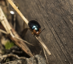 Phaedon semimarginatus