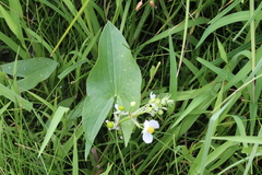 Sagittaria brevirostra