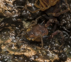 Metagyndes pulchella