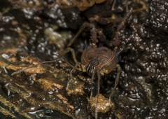 Metagyndes pulchella