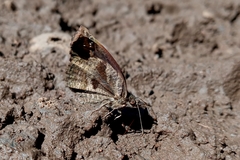 Anisochoria sublimbata