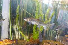 Catostomus occidentalis