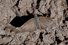 Anisochoria sublimbata