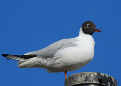 Chroicocephalus ridibundus