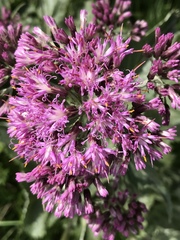 Adenostyles leucophylla