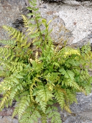 Corydalis cheilanthifolia