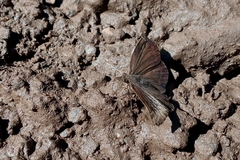 Anisochoria sublimbata