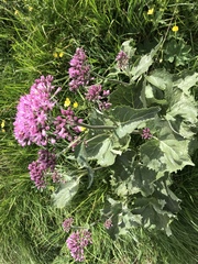 Adenostyles leucophylla