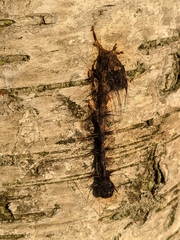 Entomophaga maimaiga