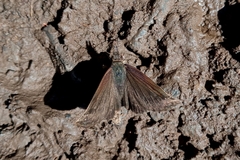 Anisochoria sublimbata