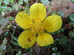 Argentina anserinoides