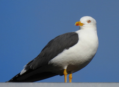 Larus fuscus